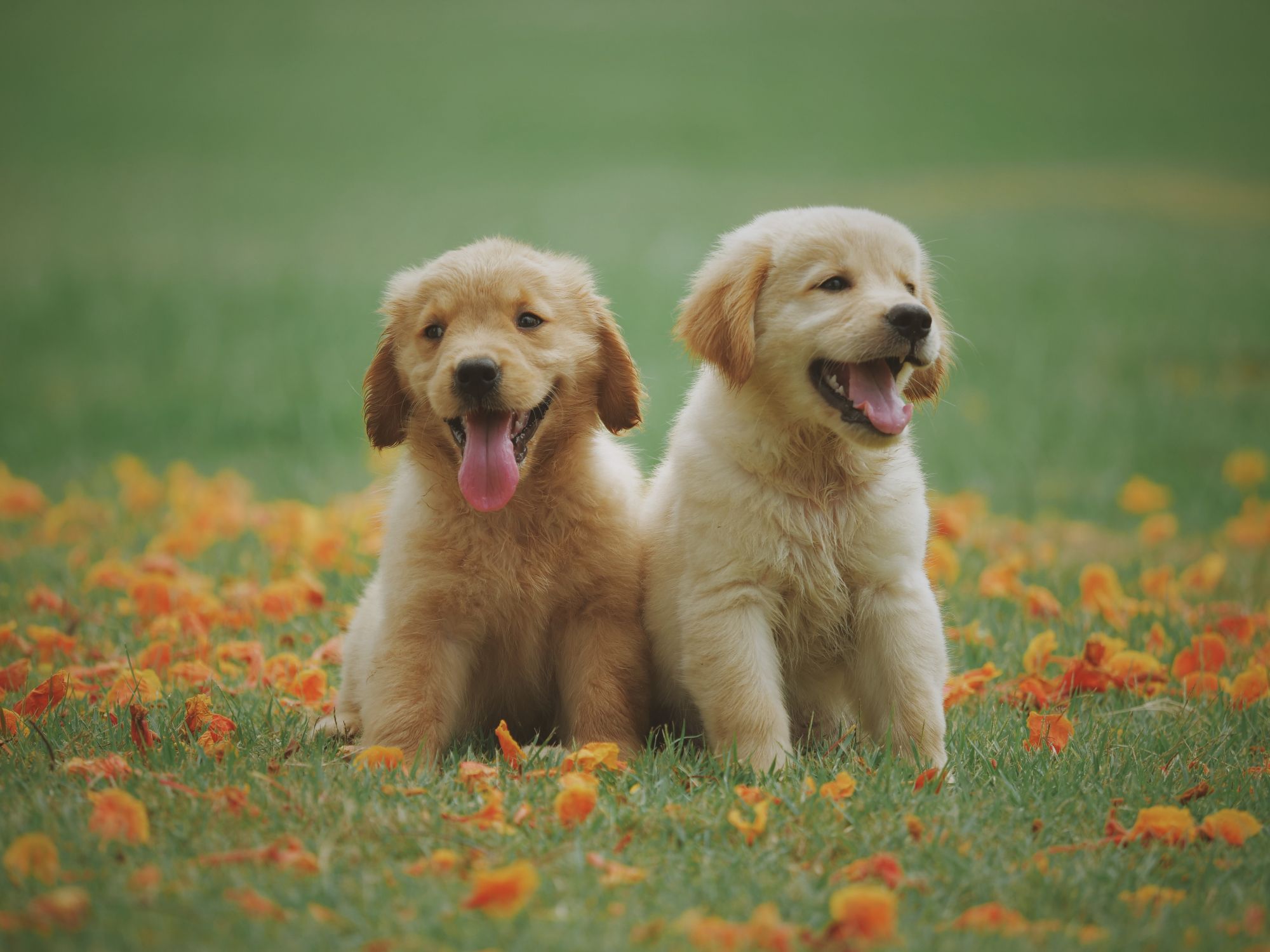 3 Ways to Have a Pet Friendly Home