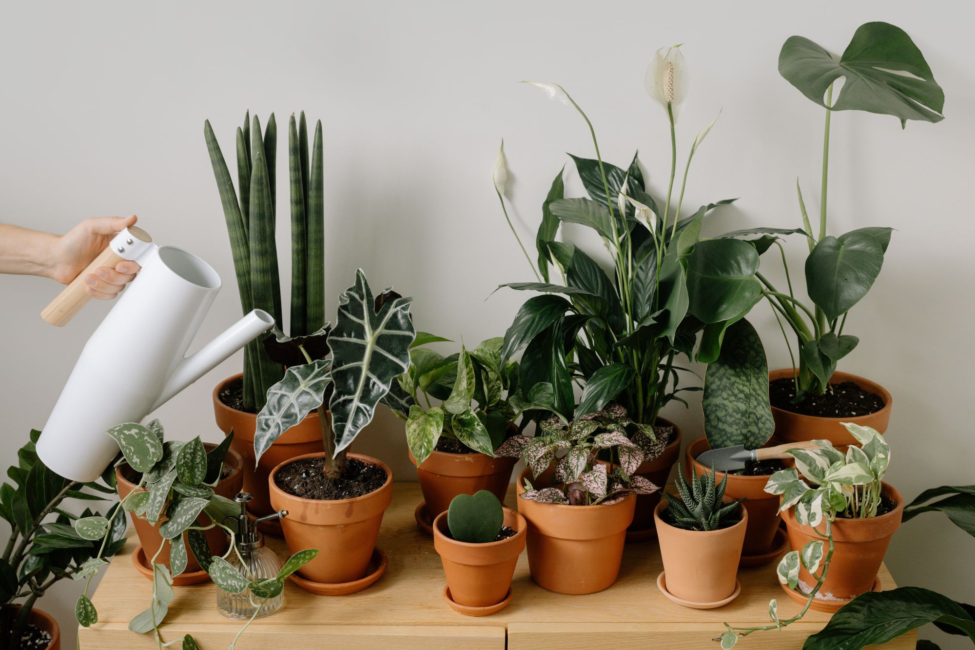 3 Best Indoor Plants to Grow in Your Home