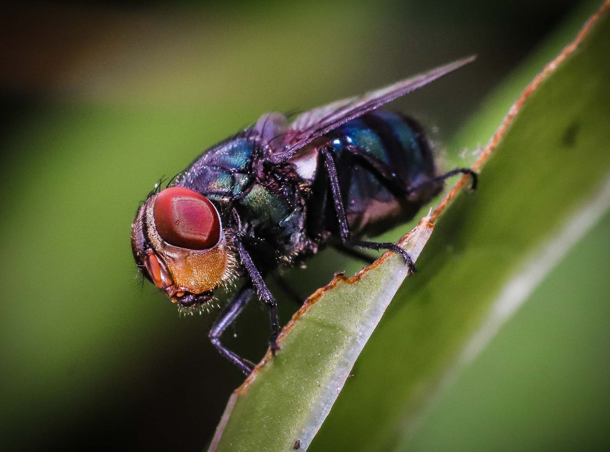 3 Best Ways to Get Rid of Houseflies