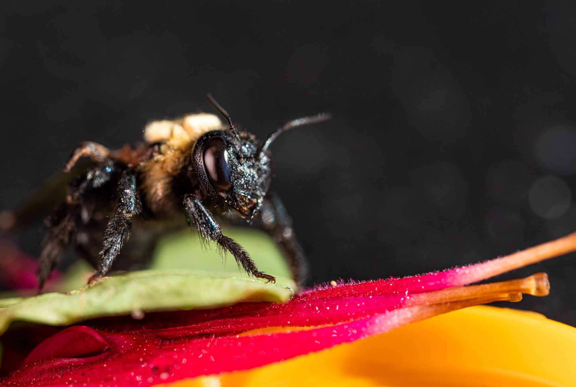 3 Best Ways to Get Rid of Carpenter Bees Naturally