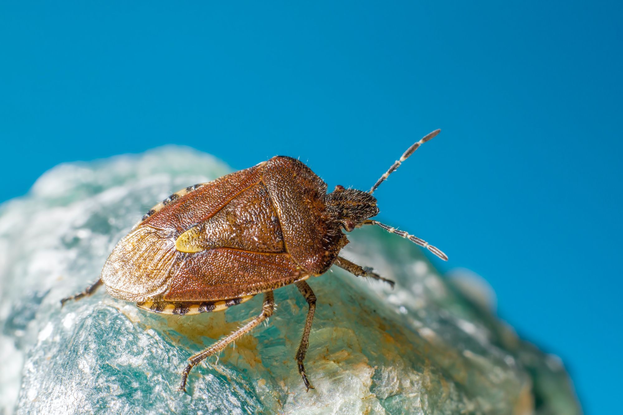 3 Best Ways to Get Rid of Stink Bugs in Your Home