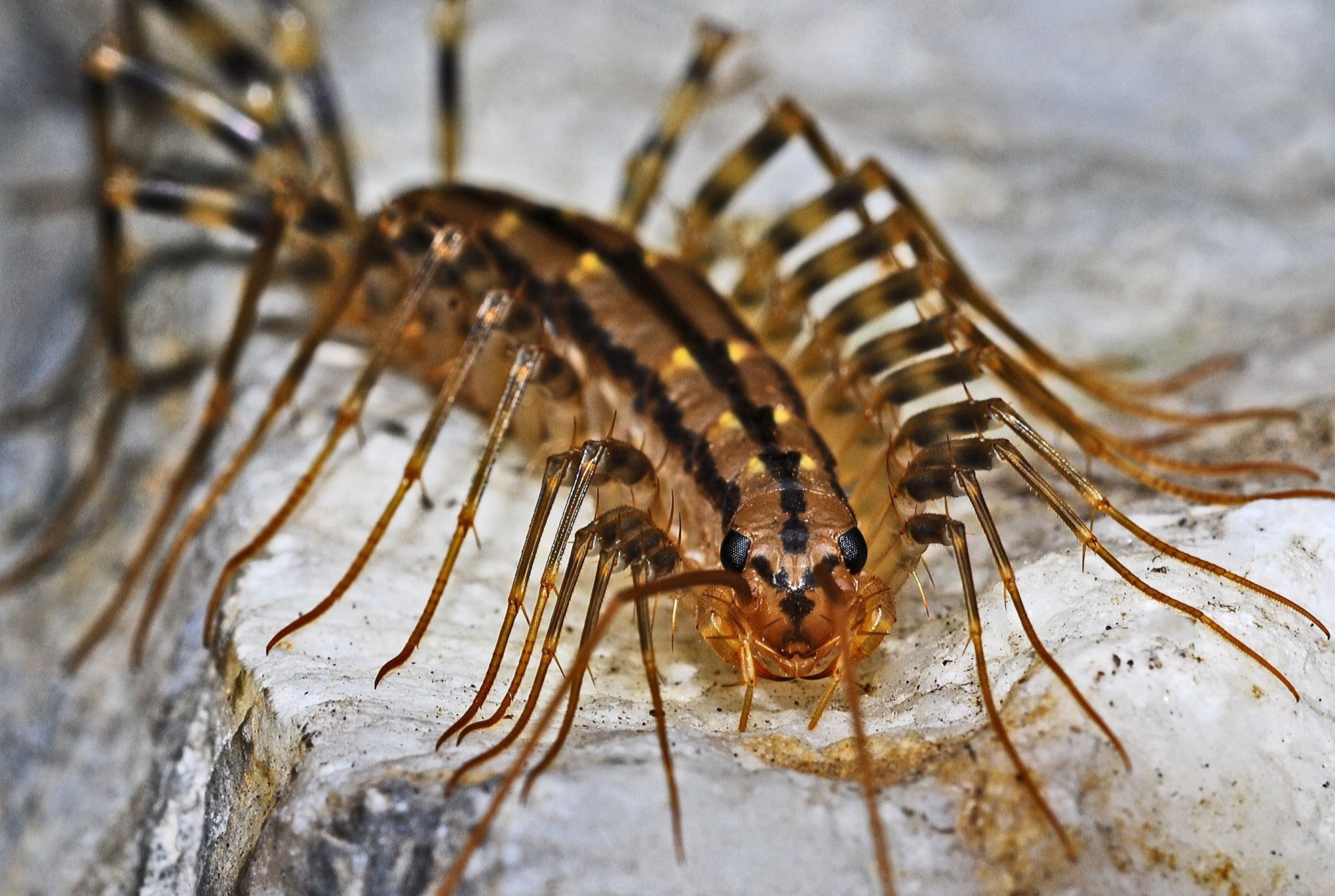 3 Best Ways to Get Rid of House Centipedes