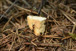 3 Best Ways to Get Rid of Ants in Your Home