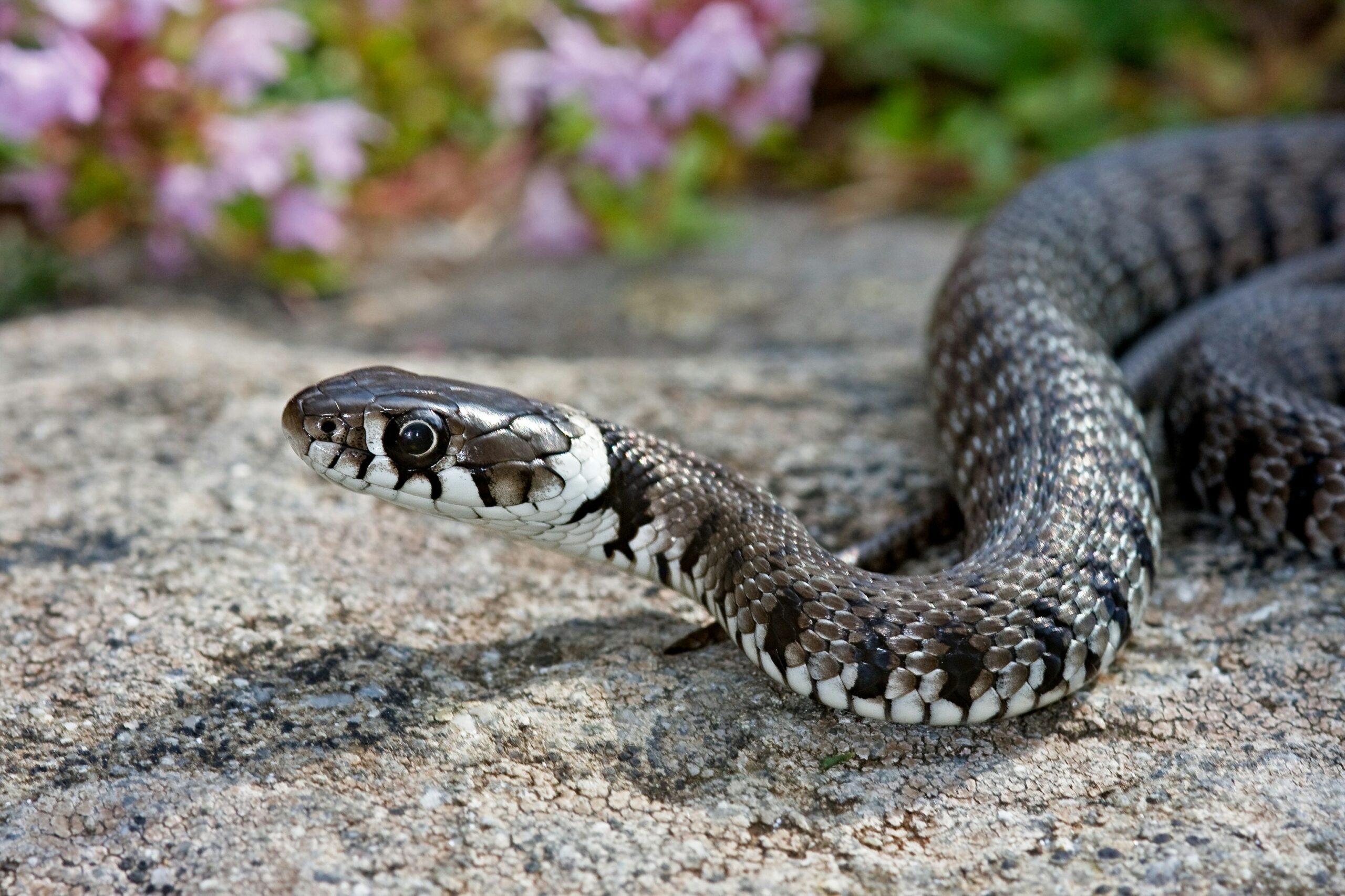 Keep Your Yard SnakeFree Top Tips for a SerpentFree Sanctuary The Michelle Hirsch Group